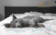 Kreustichmuster Gatto