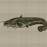 wels-catfish-silurus-glan full cross stitch design mockup without frame, realistic embroidery preview